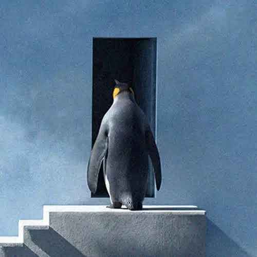Penguin Standing Alone